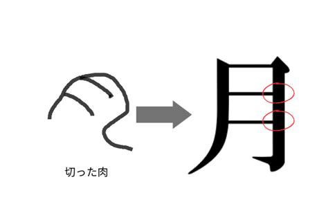 肉 文字|部首：肉部（にく・にくづき）の漢字一覧